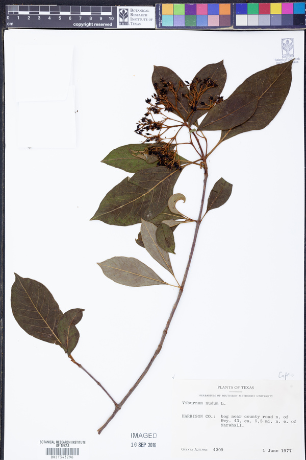Viburnum nudum image