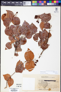 Image of Viburnum australe
