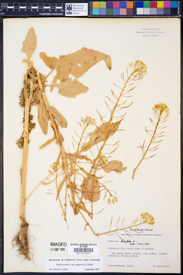 Brassica rapa var. rapa image
