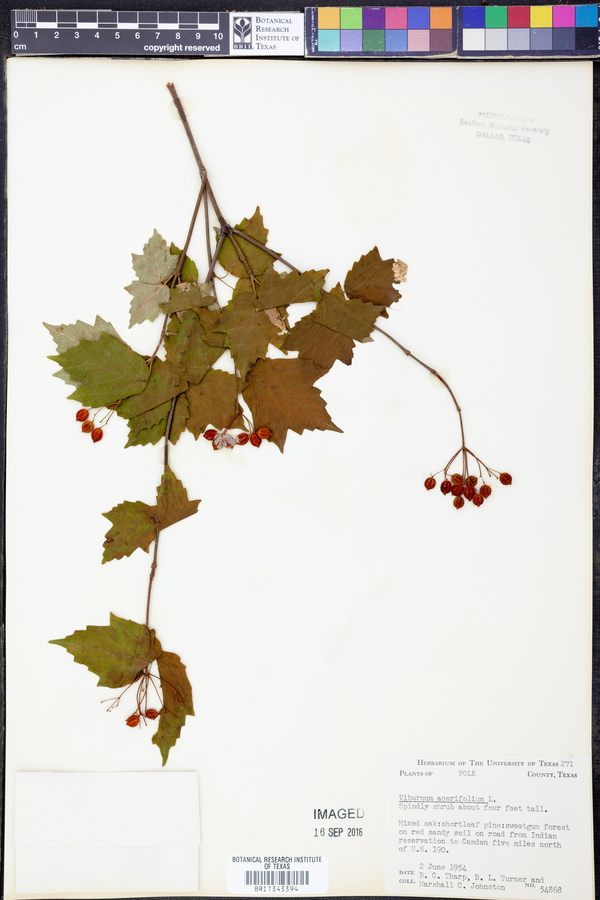 Viburnum acerifolium image