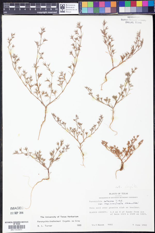 Paronychia lindheimeri image