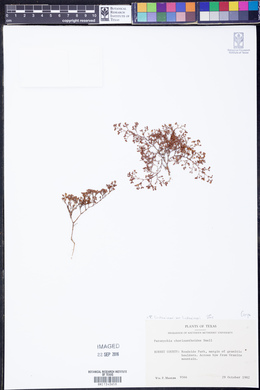 Paronychia lindheimeri var. lindheimeri image