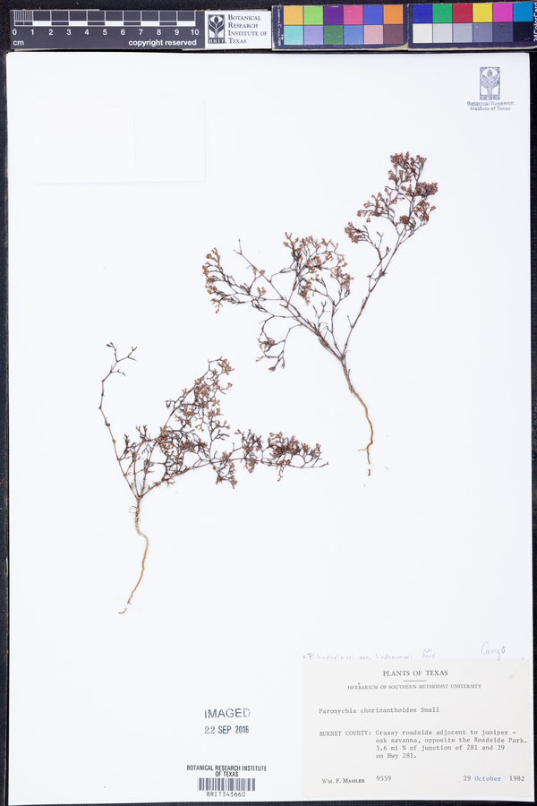 Paronychia lindheimeri var. lindheimeri image