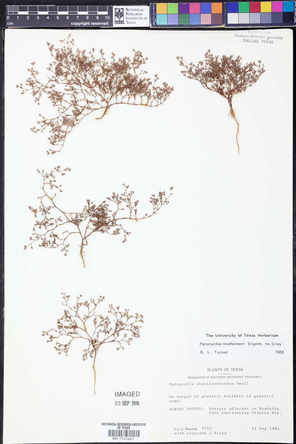 Paronychia lindheimeri image