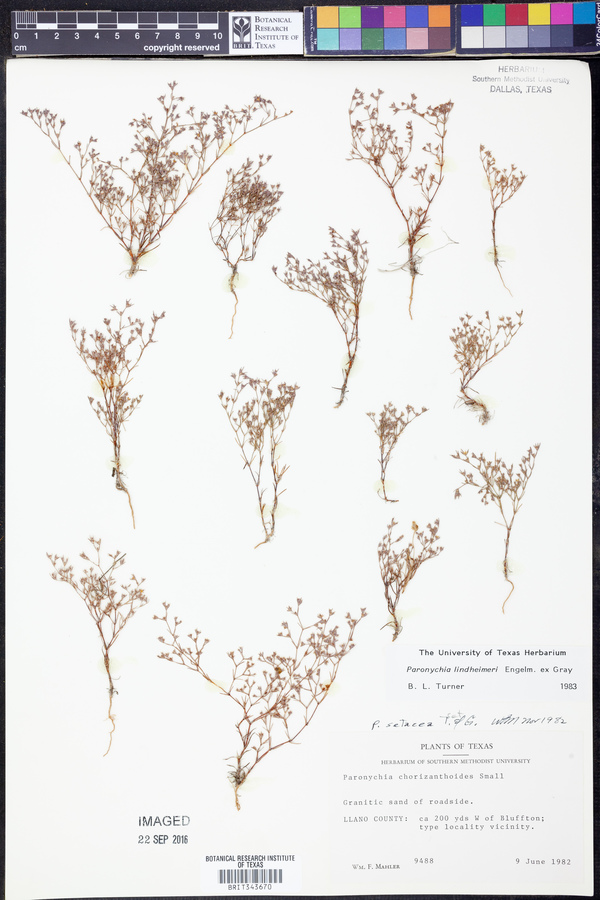 Paronychia lindheimeri image