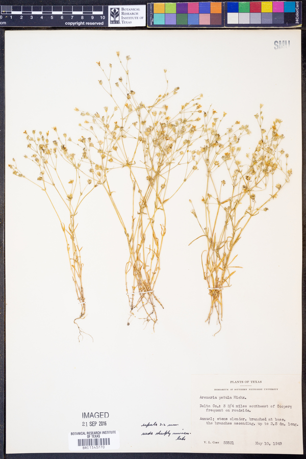 Arenaria patula image
