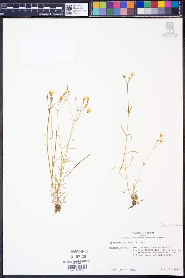 Arenaria patula image