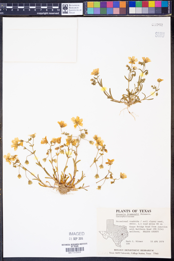 Arenaria drummondii image