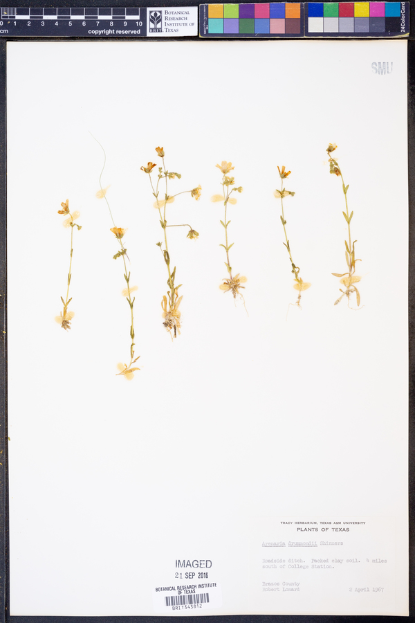 Arenaria drummondii image