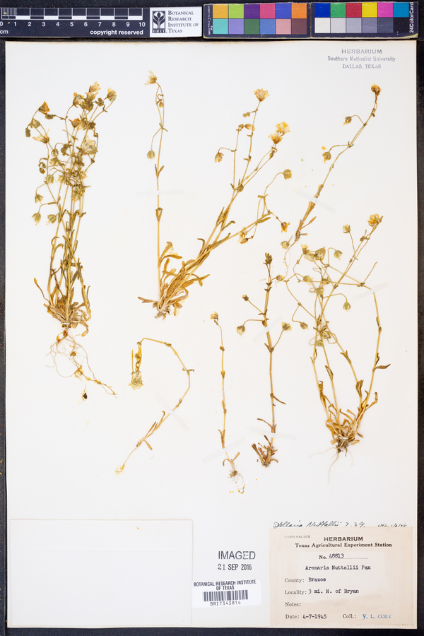 Stellaria nuttallii image