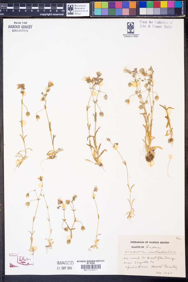 Arenaria nuttallii image