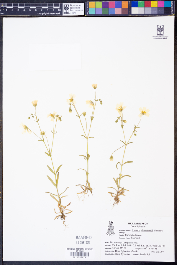 Arenaria drummondii image