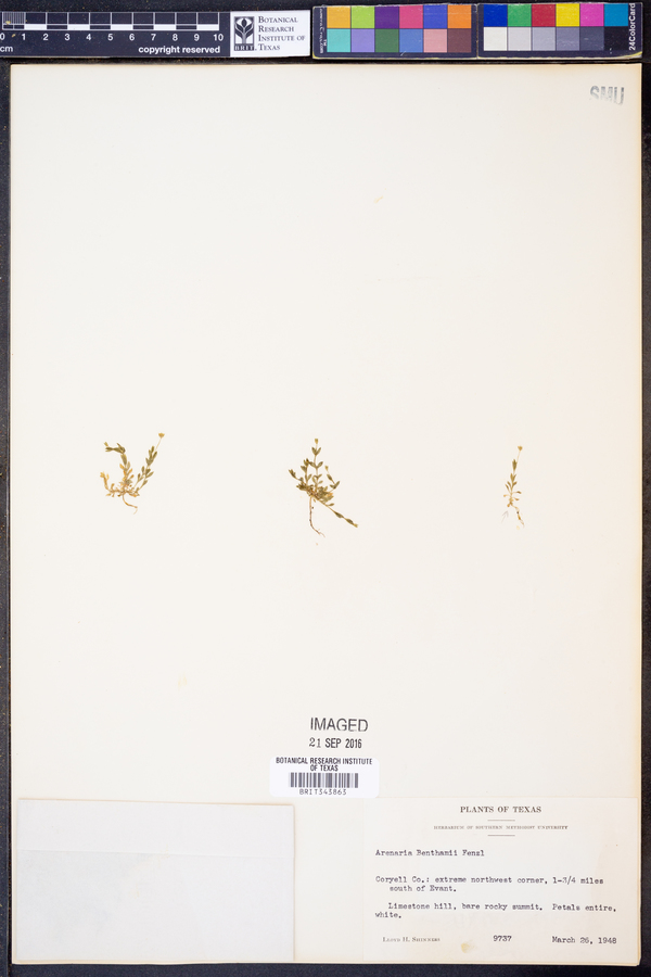 Arenaria benthamii image