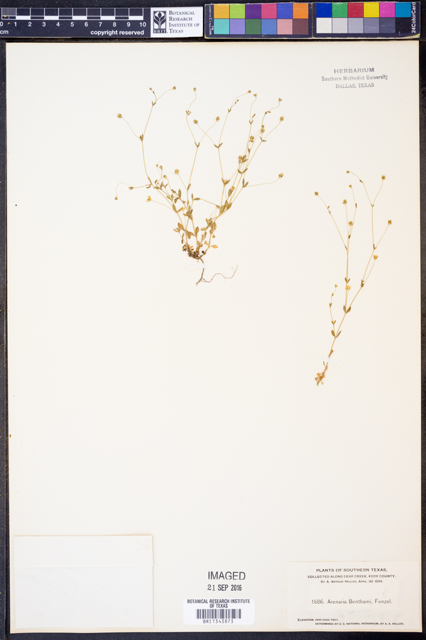 Arenaria benthamii image