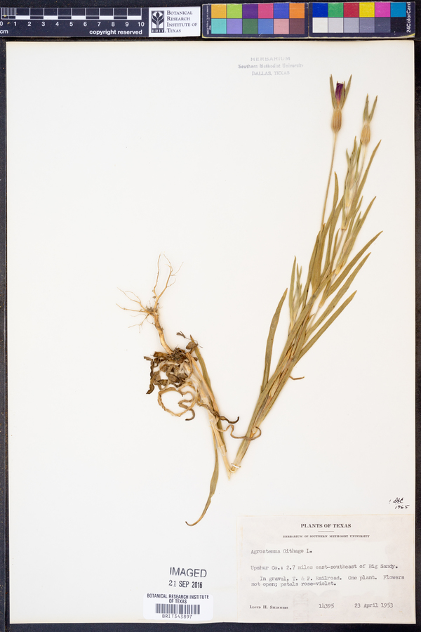 Agrostemma githago image