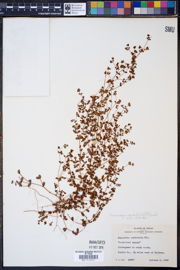 Chamaesyce cordifolia image