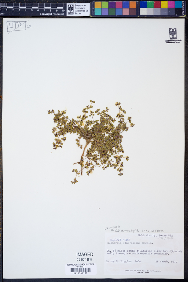 Chamaesyce cinerascens image