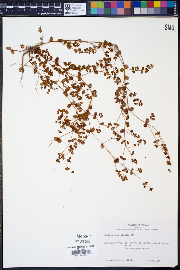 Euphorbia cordifolia image