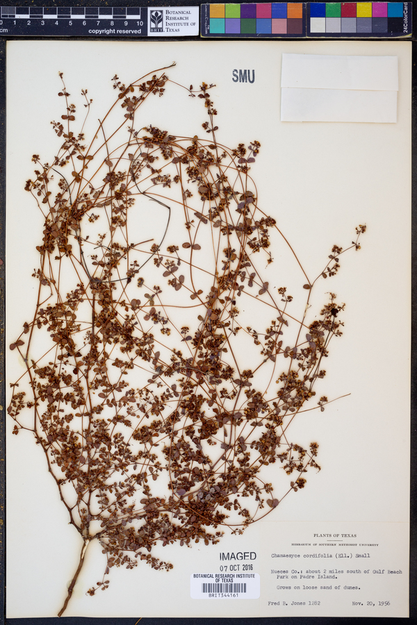 Chamaesyce cordifolia image