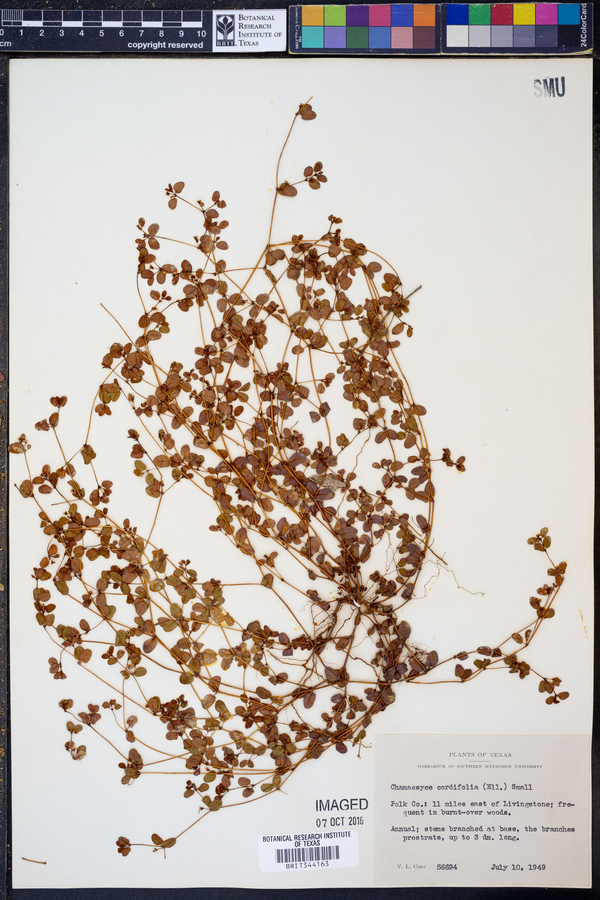 Chamaesyce cordifolia image