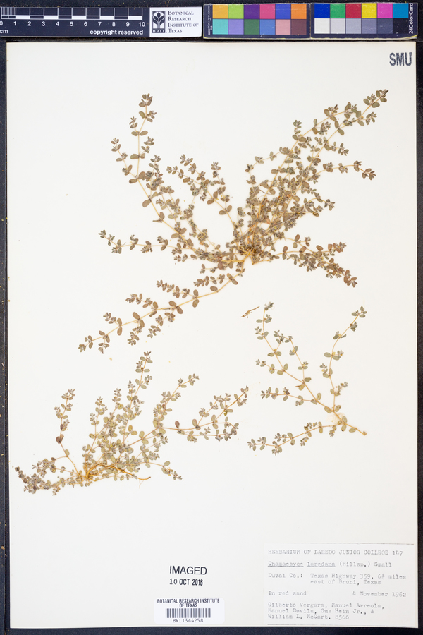 Chamaesyce laredana image