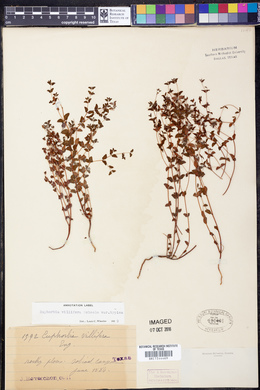 Euphorbia villifera image
