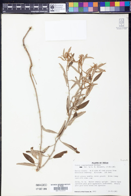 Croton argyranthemus image