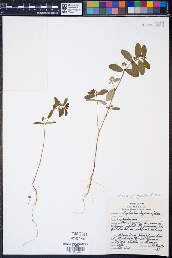 Chamaesyce hypericifolia image