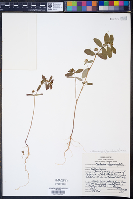 Image of Chamaesyce hypericifolia