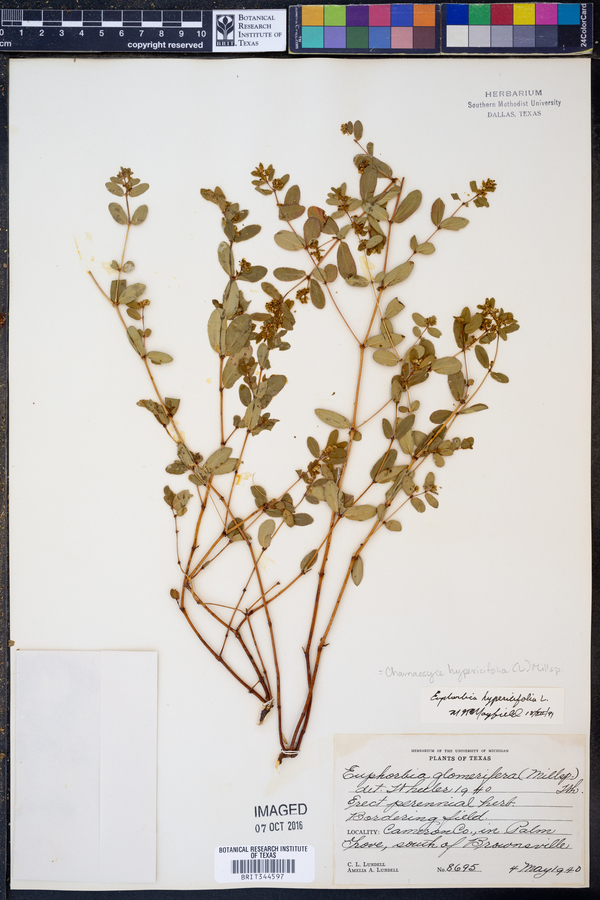 Chamaesyce hypericifolia image