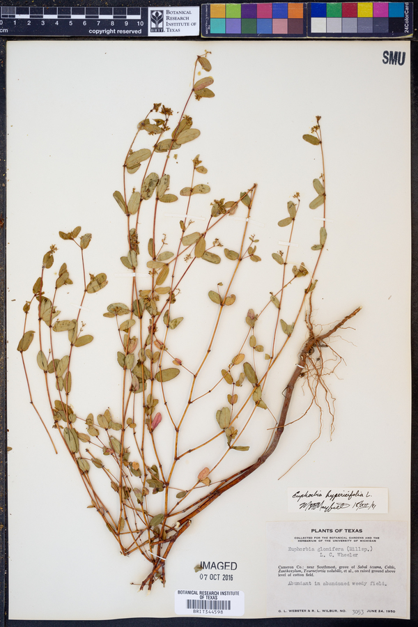 Chamaesyce hypericifolia image