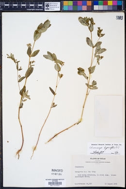 Chamaesyce hypericifolia image