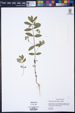 Chamaesyce hypericifolia image