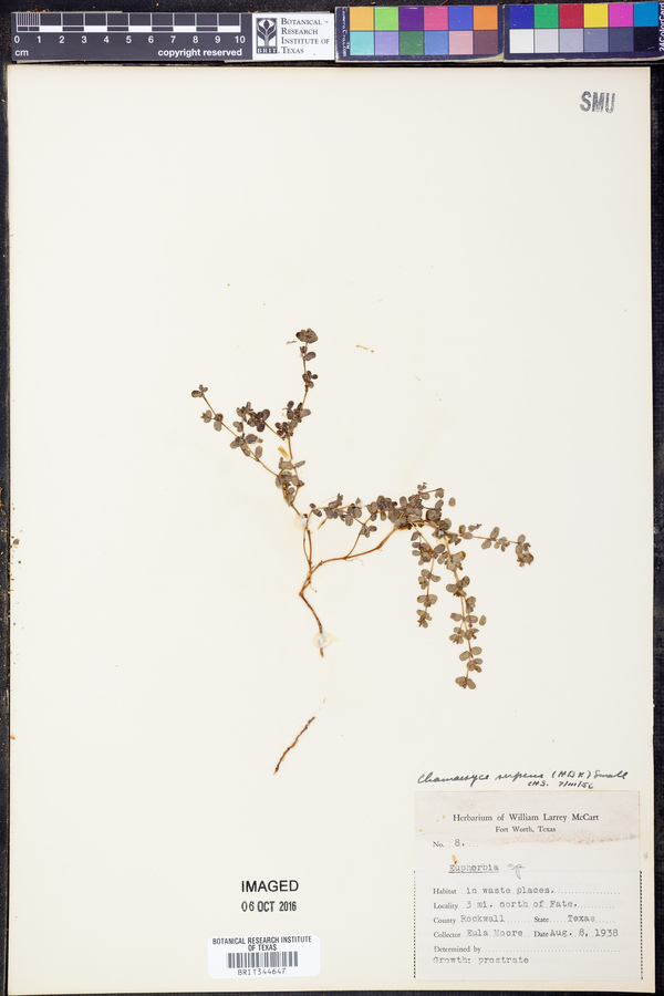 Chamaesyce serpens image