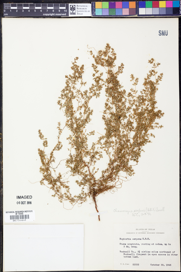 Chamaesyce serpens image