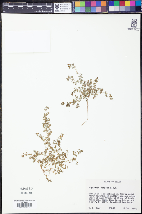 Chamaesyce serpens image