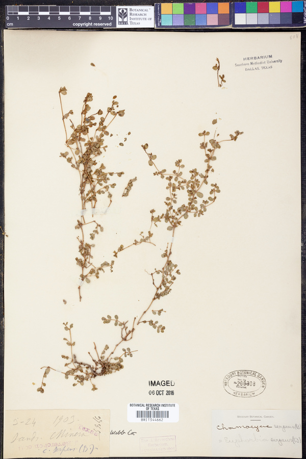 Chamaesyce serpens image