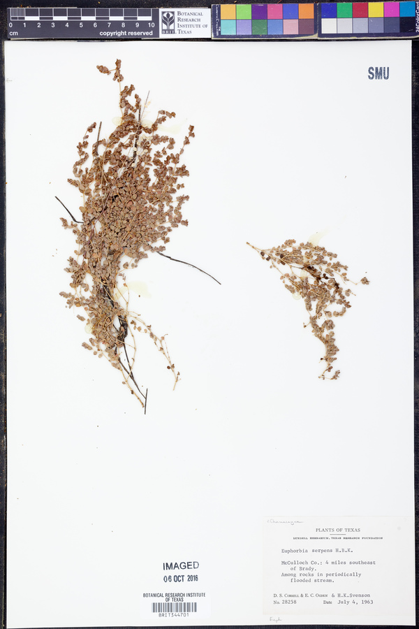 Chamaesyce serpens image