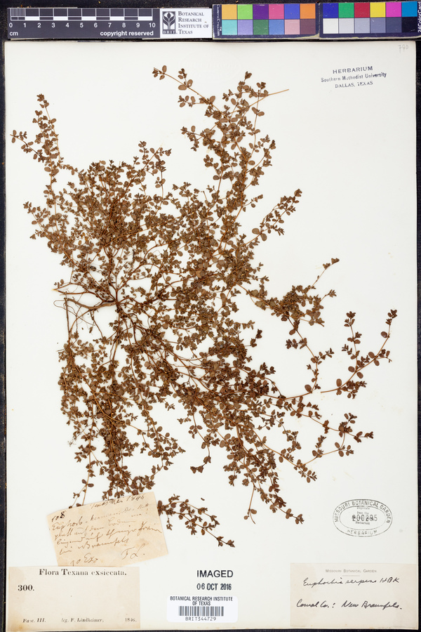 Chamaesyce serpens image