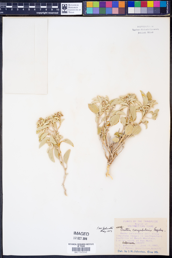Croton pottsii var. pottsii image