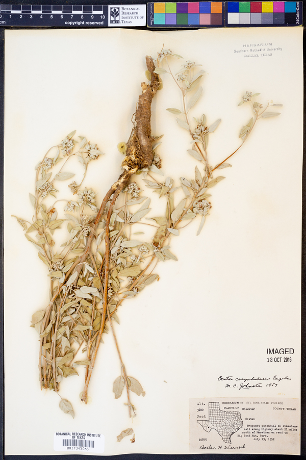 Croton pottsii var. pottsii image