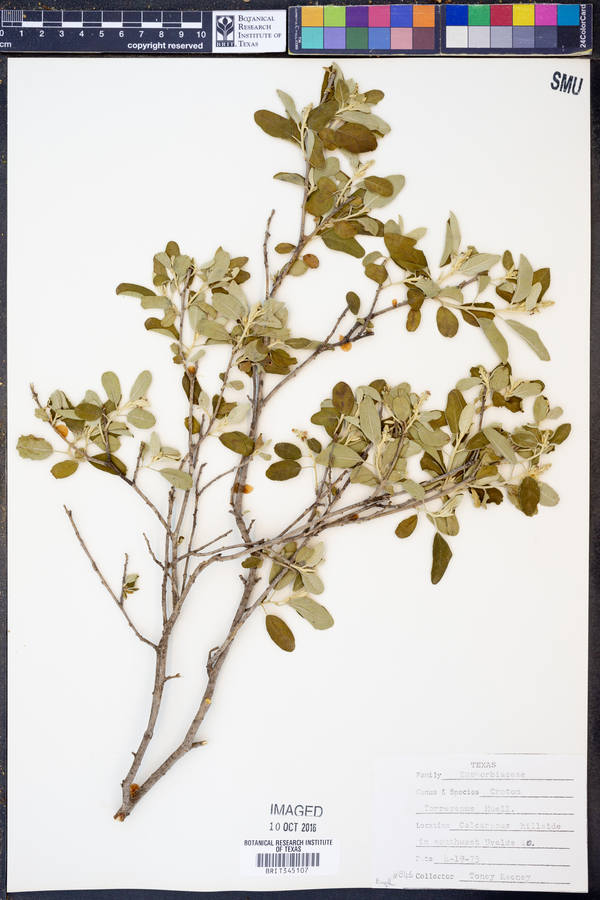 Croton incanus image