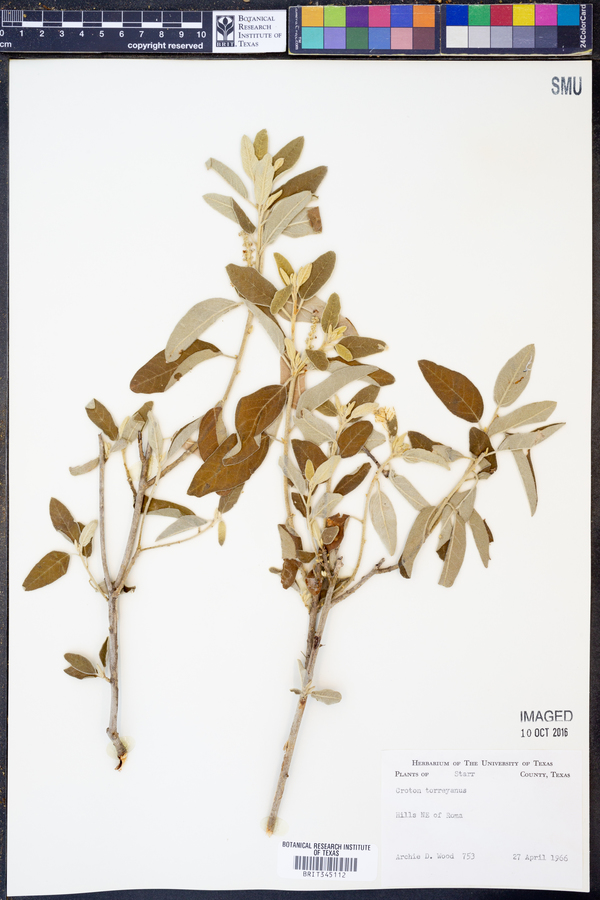 Croton incanus image