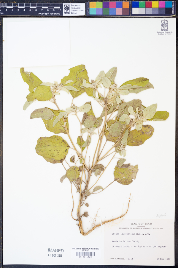 Croton leucophyllus image