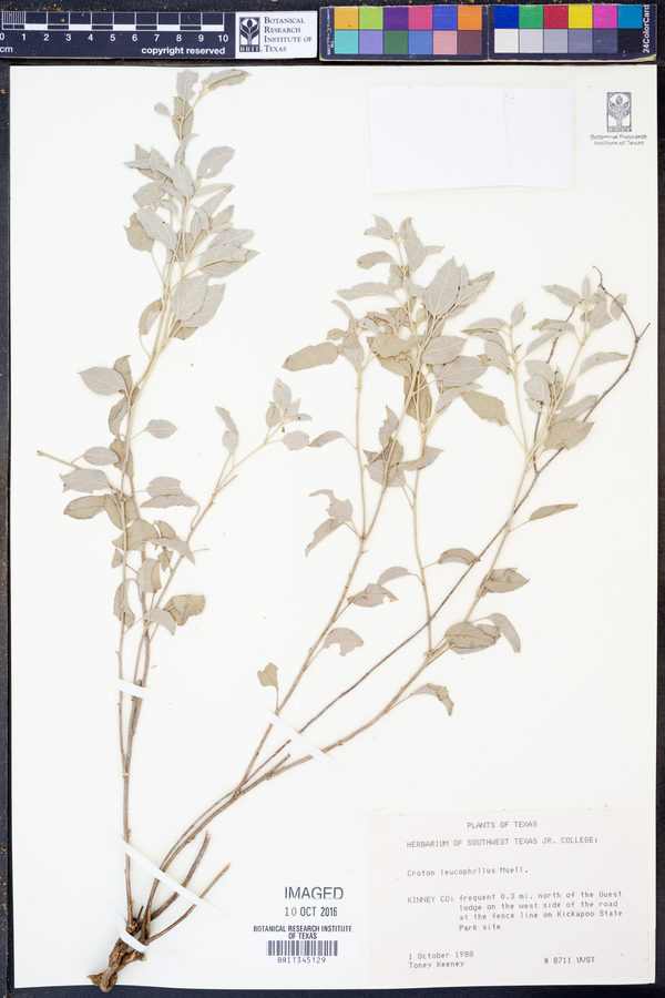 Croton leucophyllus image