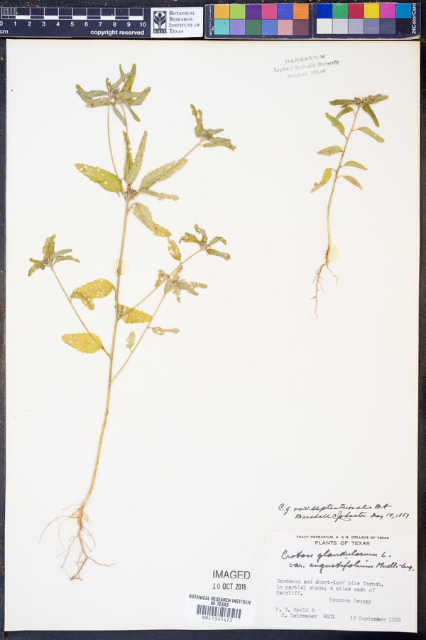 Croton glandulosus var. septentrionalis image