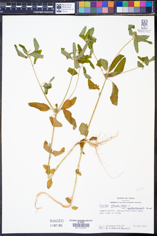 Croton glandulosus var. septentrionalis image