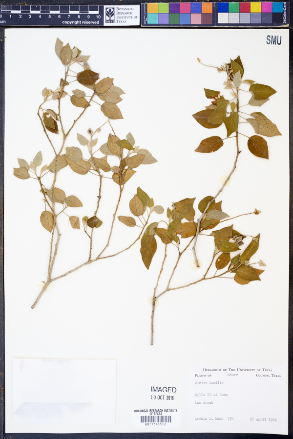 Croton humilis image