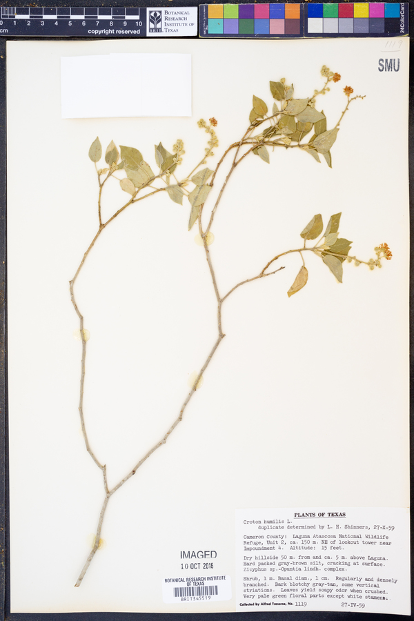 Croton humilis image