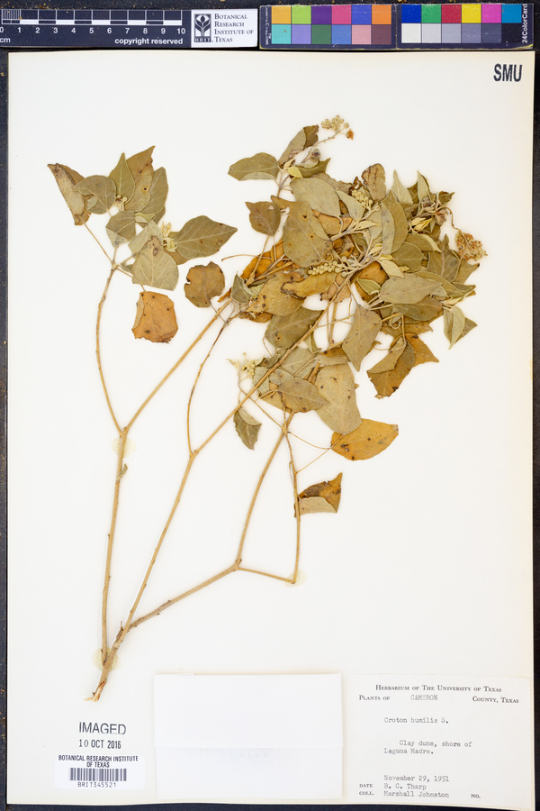 Croton humilis image